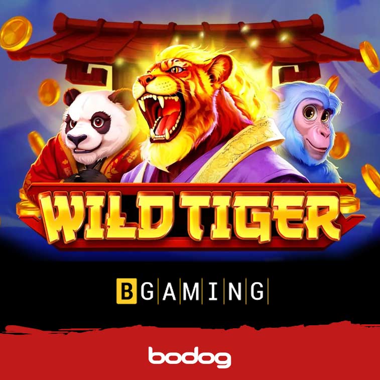 Wild Tiger apresentacao